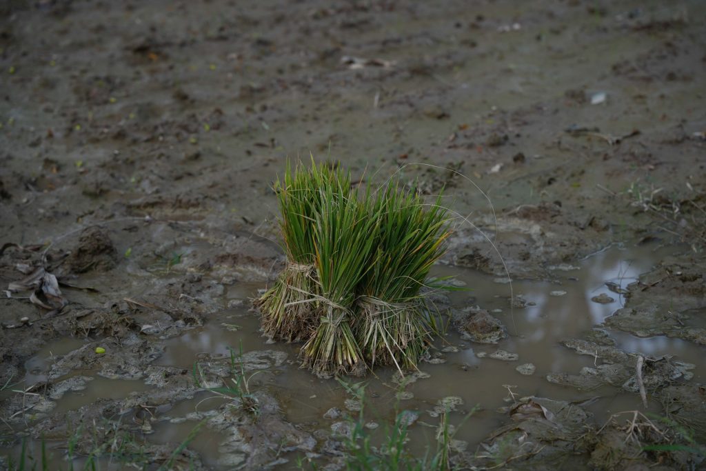 सुख्खा र खडेरीको चपेटामा मधेश प्रदेश (तस्बिरहरू/भिडिओ)