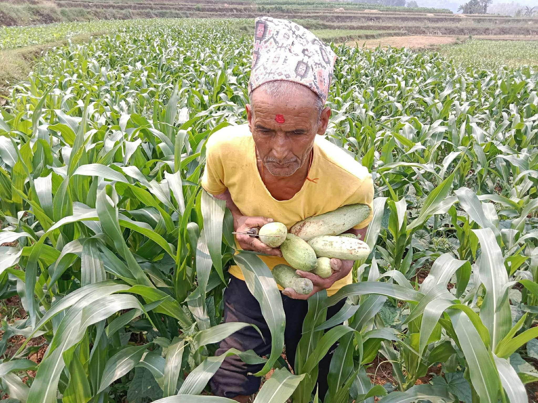 कृषि बीमा गर्ने किसानको संख्या चार प्रतिशत मात्रै