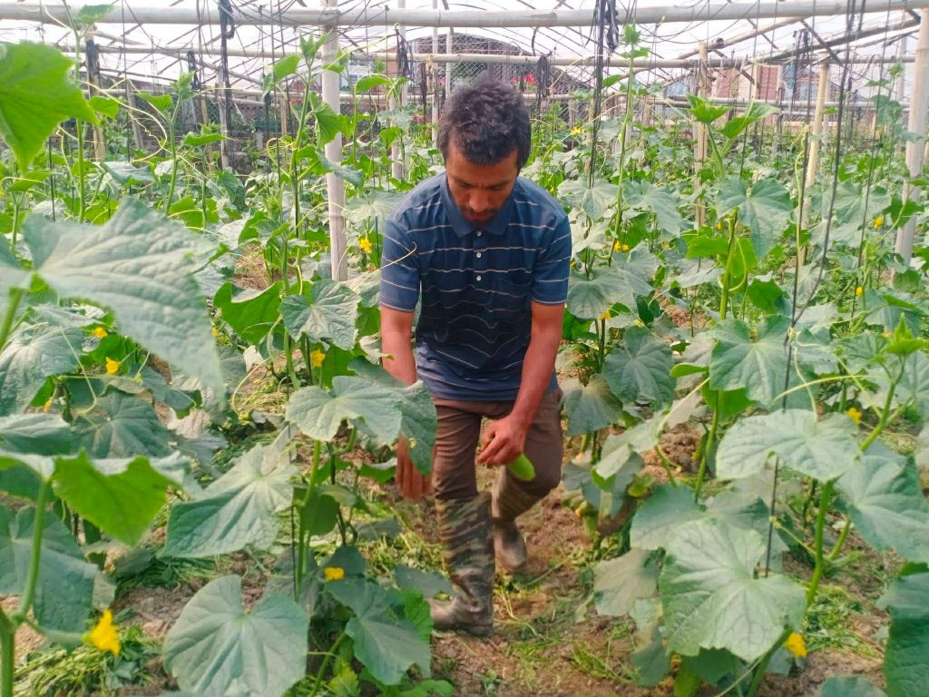 काक्रोले मूल्य नपाएपछि पनौतीका किसान निरास