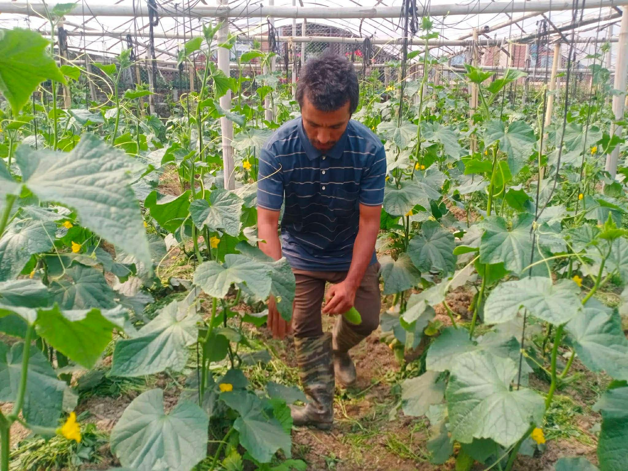 काक्रोले मूल्य नपाएपछि पनौतीका किसान निरास