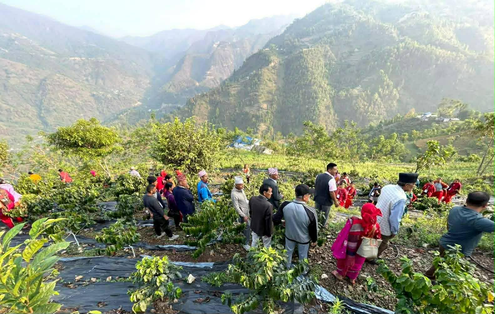 कास्कीका किसान काभ्रेको कफी हेर्न महाभारतमा